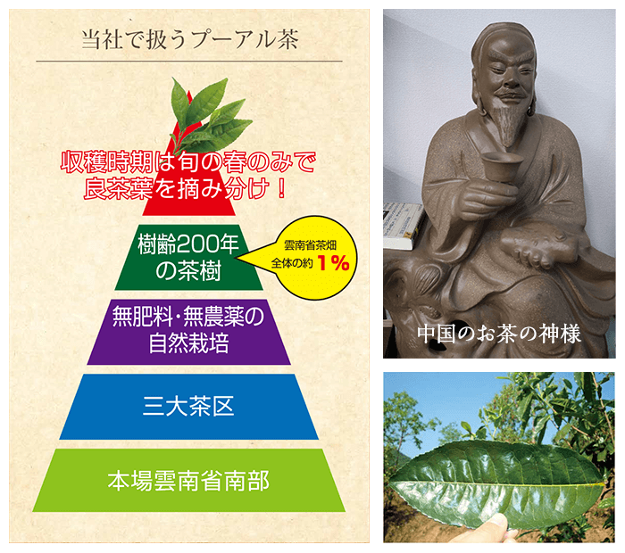 【高級中国茶葉】木の舟プーアル茶10年(崩し済み) 高級中国茶葉】木の舟プーアル茶10年(崩し済み) 高級中国茶葉】木